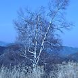 20100320陣馬山 013